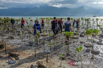 Tanam mangrove peringati Hari Air Sedunia di Palu