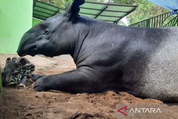 BBKSDA Riau tindaklanjuti kemunculan tapir di perumahan di Pekanbaru