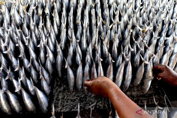 Produksi ikan cakalang asap meningkat jelang lebaran