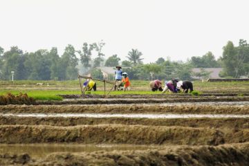 Barito Timur peroleh alokasi program optimasi lahan rawa 1.500 hektare