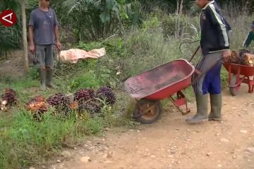 Airlangga dorong industri kelapa sawit berkelanjutan