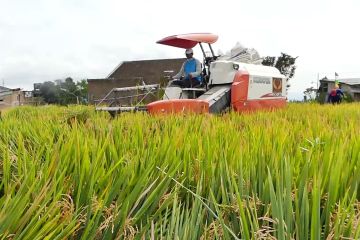 Penuhi target produksi, Temanggung surplus beras