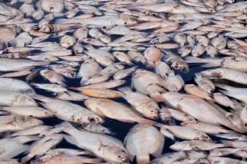 Disnakkan Boyolali periksa air Waduk Cengklik usai ribuan ikan mati
