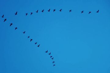 Kawanan burung migran singgah di Heilongjiang, China