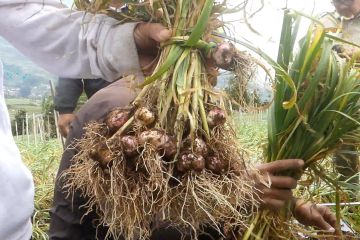 Kementan panen bawang putih varietas lokal Temanggung