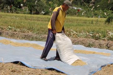 Masa panen padi di Kaltim dapat pengaruhi harga beras lokal