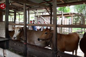 Jelang Idul Fitri, pengawasan sapi dari luar Kalteng diperketat