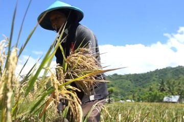 BPS: Produksi padi di Gorontalo naik 11,30 ribu ton