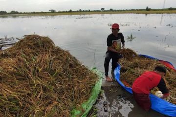 46 ribu hektare lahan pertanian di Jateng terdampak banjir