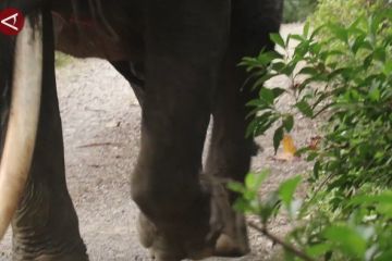 Gajah mati tersengat, BKSDA Aceh minta tak pasangi listrik di kebun