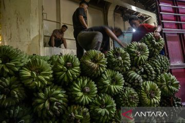 Pengiriman buah pisang ke Kalimantan