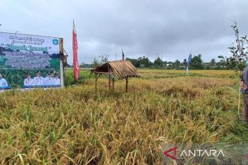 Nilai tukar petani Babel meningkat 3,46 persen