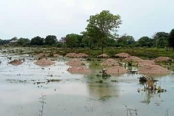 Rawa lebak unik Tanjung Senai Ogan Ilir