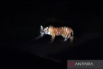Harimau sumatera kembali terlihat di jalur Lintas Barat Krui Lampung