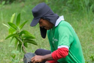 Kalbe tanam ribuan pohon di Kabupaten Wonogiri