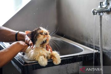 Jasa penitipan kucing telah penuh jelang Lebaran di Bandung