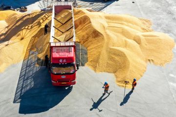 Impor biji-bijian China naik pada Januari-Februari 2024