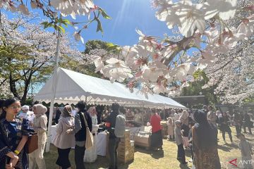 Lebaran di Jepang bertepatan dengan sakura bermekaran