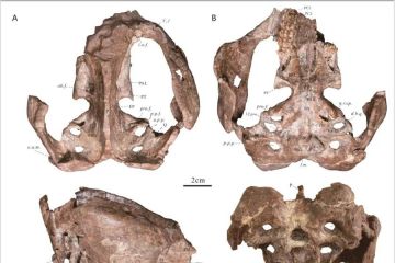 Fosil reptil prasejarah ditemukan di kawasan Tiga Ngarai China