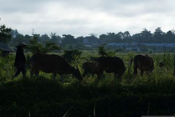 Realisasi program SIKOMANDAN di Sulawesi Tenggara