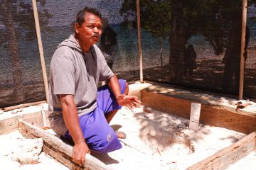 Melindungi penyu dari selatan Pulau Solor NTT