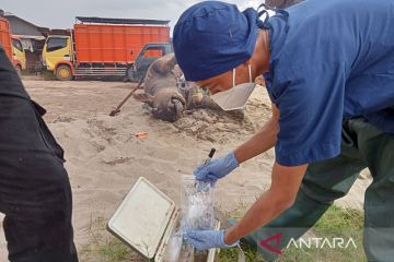 Ratusan kerbau di OKI mati mendadak diduga terjangkit virus SE