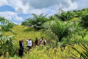 Kalsel tingkatkan produksi padi lewat “Kelapa Sawit Tumpang Sari”