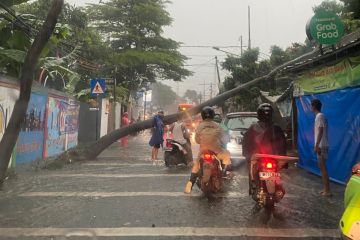 BPBD DKI tangani pohon tumbang di enam lokasi