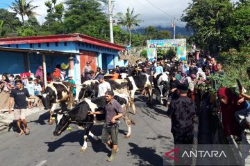 Ratusan warga Sruni Boyolali arak sapi, rayakan Lebaran Ketupat