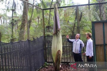 Bunga bangkai tertinggi mekar pekan ketiga di Kebun Raya Cibodas