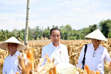 Mentan mendampingi Presiden Jokowi panen jagung di Gorontalo