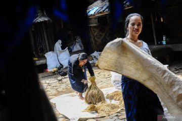 Panen padi huma Suku Badui