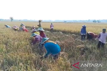 Disperta Kabupaten Madiun catat produksi padi MPI capai 82.431 ton