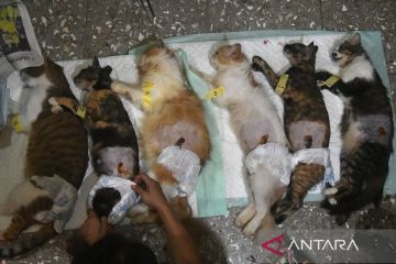Pelayanan sterilisasi kucing di Bogor