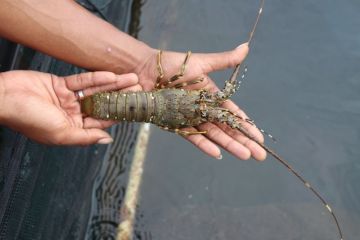 KKP Gandeng Kejagung untuk Kawal Implementasi Aturan Tata Kelola Lobster