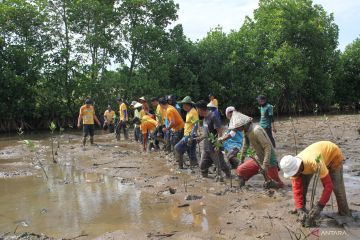 KKP tanam 1.000 batang mangrove di Maros