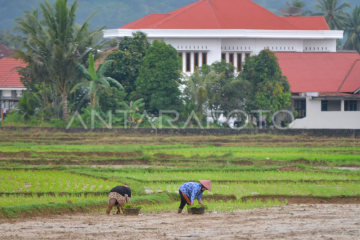 Lahan sawah menyusut di Padang