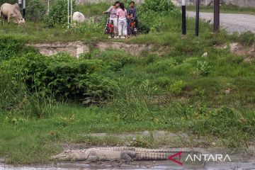 Populasi buaya liar di Sungai Palu semakin meningkat