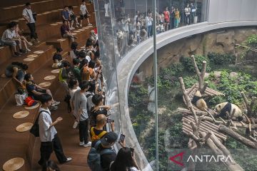 Pusat Penelitian dan Penangkaran Panda Raksasa Chengdu, destinasi wisata paling populer di Sichuan, China