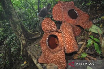 Dua bunga Rafflesia berdiameter lebih dari 130 cm mekar di Taman Konservasi Puspa Langka