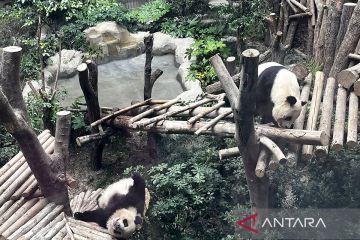 Mengunjungi rumah para panda nan menggemaskan di Chengdu