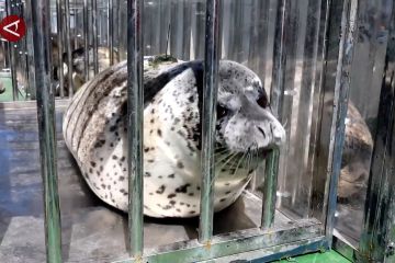 10 ekor anjing laut tutul dilepasliarkan ke perairan Dalian China