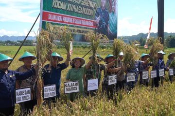 Panen raya di Maros jadi kontribusi ketahanan pangan nasional