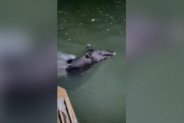 Seekor tapir terjebak di bak penampungan pembangkit listrik di Sumbar