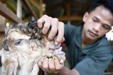 Pemeriksaan hewan kurban di Jakarta perlu diperketat