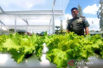 Kodim Sampit kembangkan budidaya hidroponik dukung ketahanan pangan