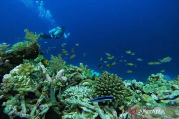 Melihat pemandangan bawah laut Pulau Tomia di Wakatobi