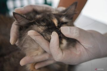 DKI sosialisasikan rabies ke warga untuk pertahankan bebas rabies