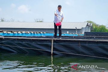 Melihat Budidaya Ikan Nila Salin yang Diresmikan Presiden Jokowi