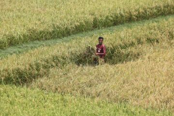 Album Asia: Menengok aktivitas panen padi di Bangladesh